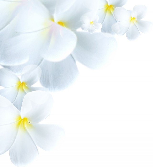 flower1602