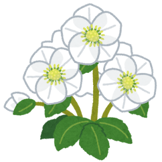 flower_christmas_rose
